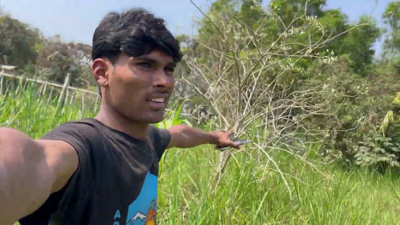 Aam ka ped mein phool aane Lage