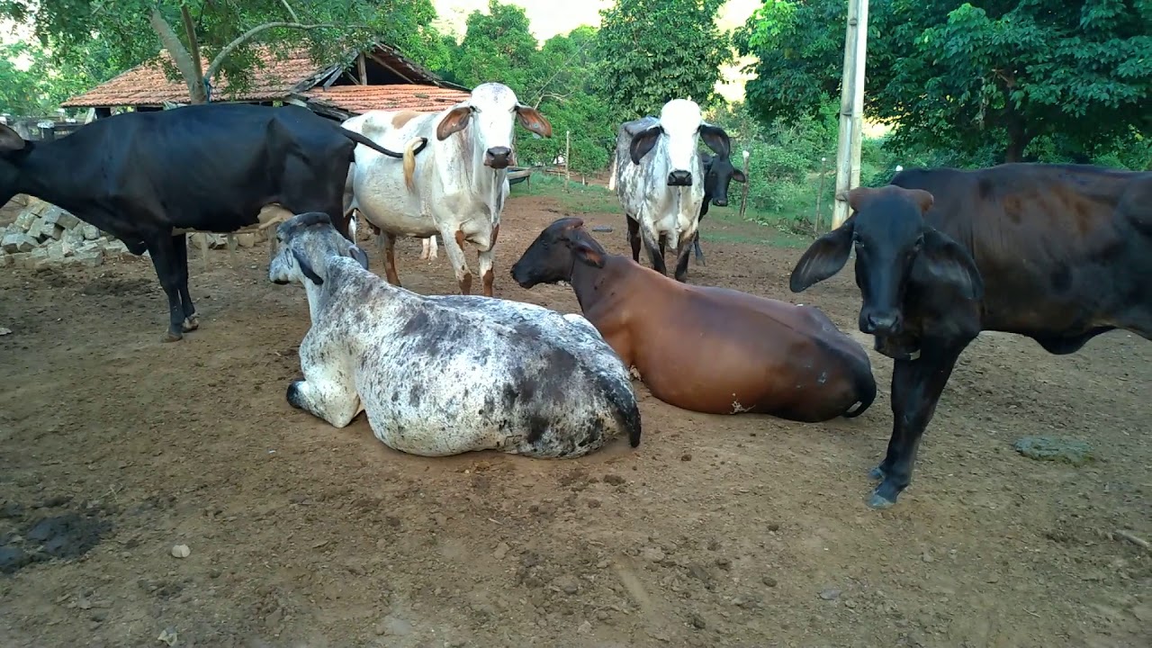 Lida no sitio. Moendo ração e colocando pras vacas e bezerros.