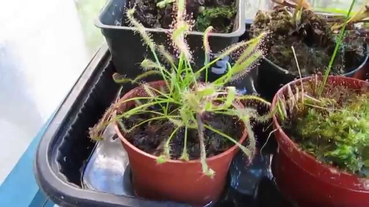 DPlant's Greenhouse - Plant Update #1