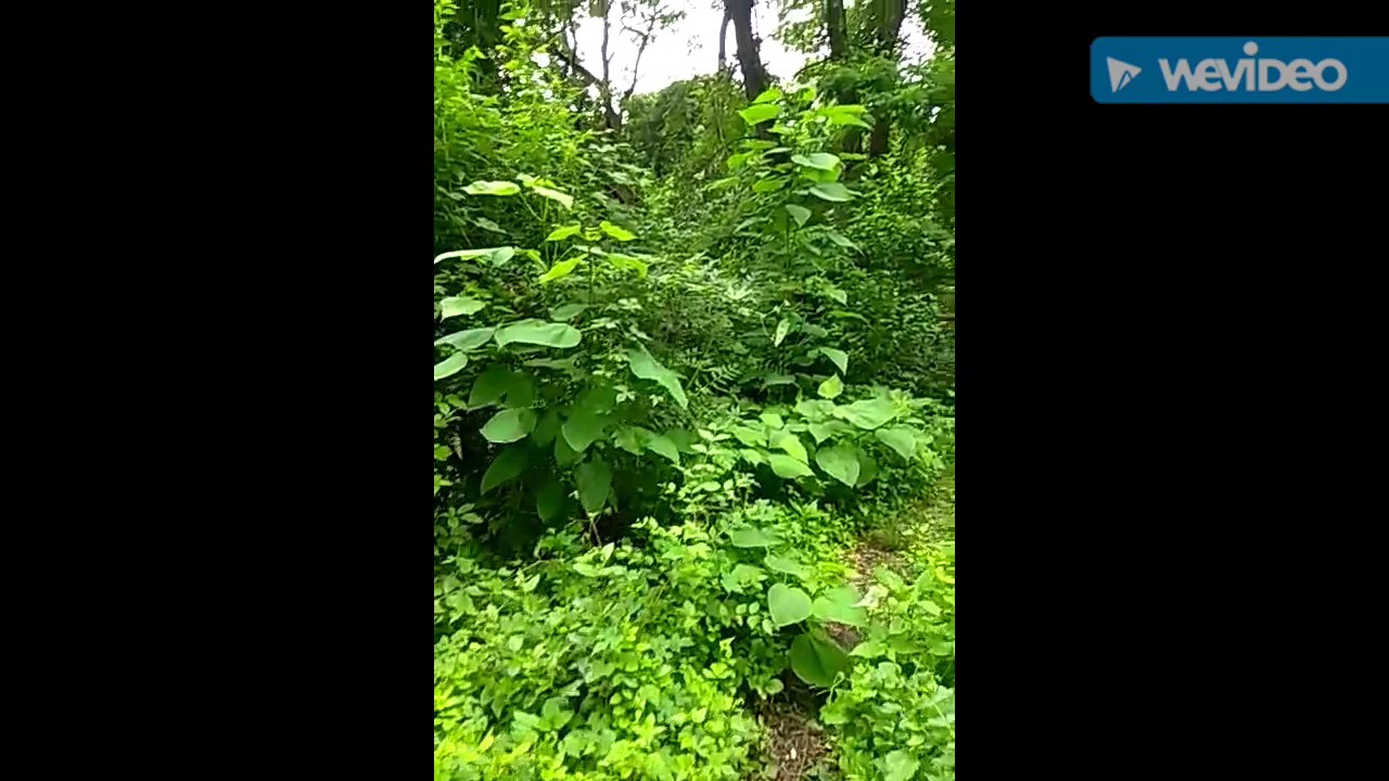 Rare Garden