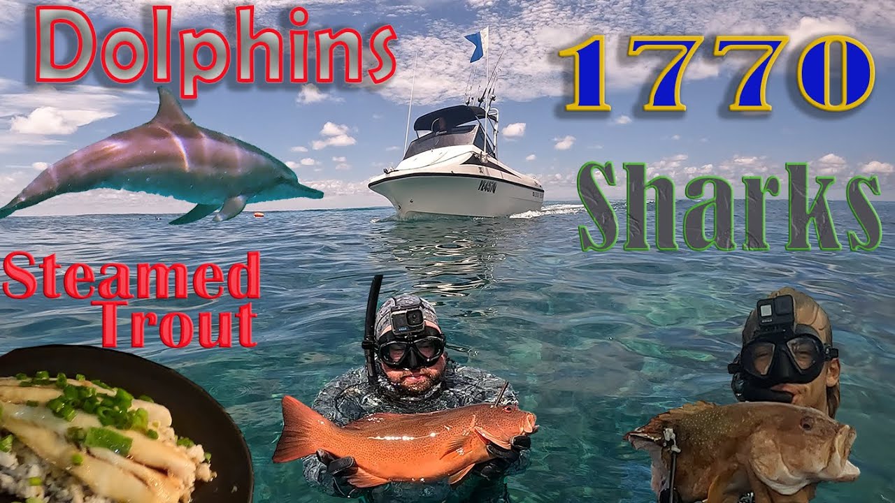 Exploring the Reef swimming with Dolphins spearfishing with sharks , catch & cook  Steamed Trout