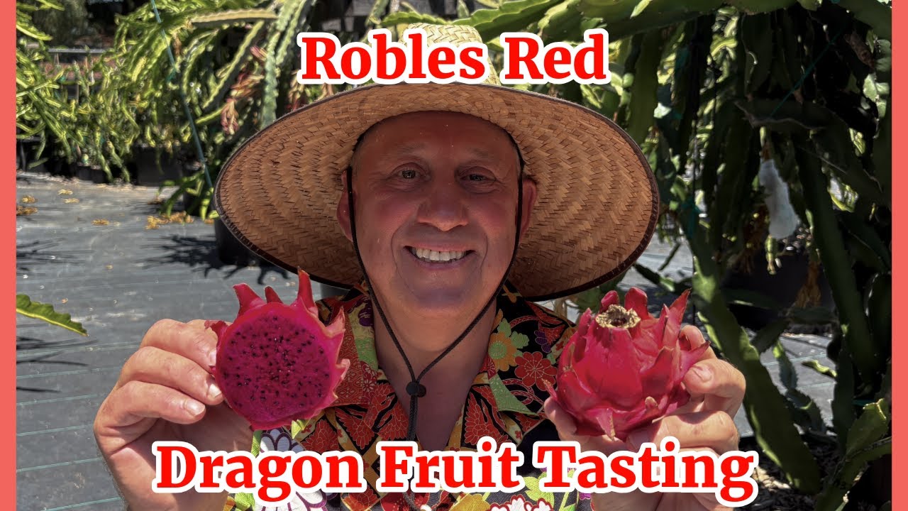 Robles Red Dragon Fruit Tasting