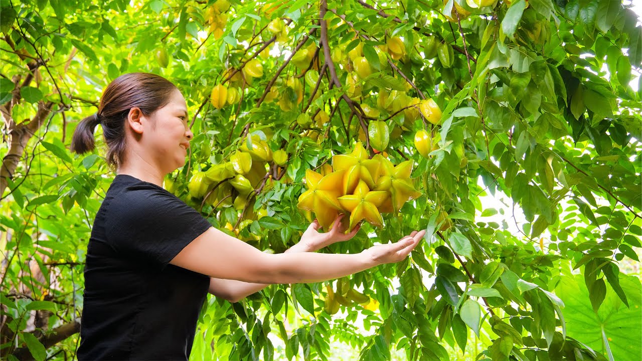 Rural Life 🌿 Harvest Lots of Sour STAR FRUIT in the Garden Go to Market Sell | Farm 4K