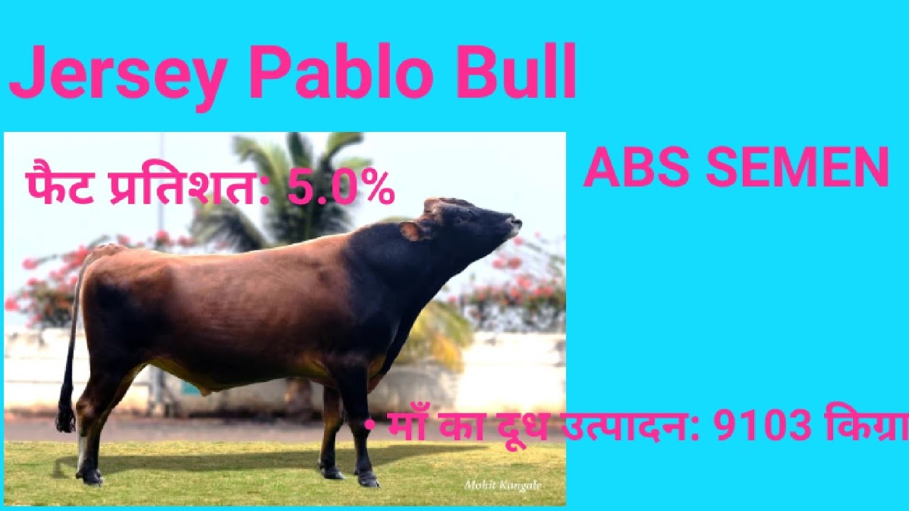 पाब्लो जर्सी बैल – ज्यादा दूध और 5% फैट देने वाली शानदार जेनेटिक्स 🐄🥛#abs#viral#viralvideo#sag#video