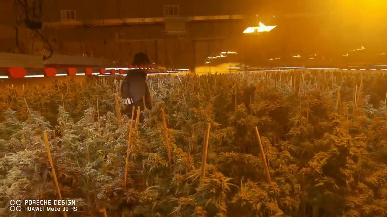 Commercial growing faclity with liteongrow MS-4 LED grow light and HPS