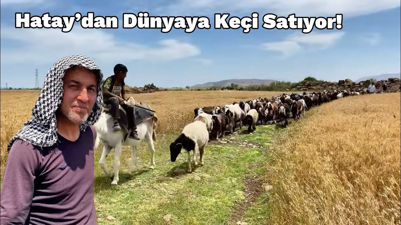 HATAYDAN DÜNYAYA KEÇİ SATIYOR | BELGESEL #belgesel #doğa #keçi #halepkeçisi