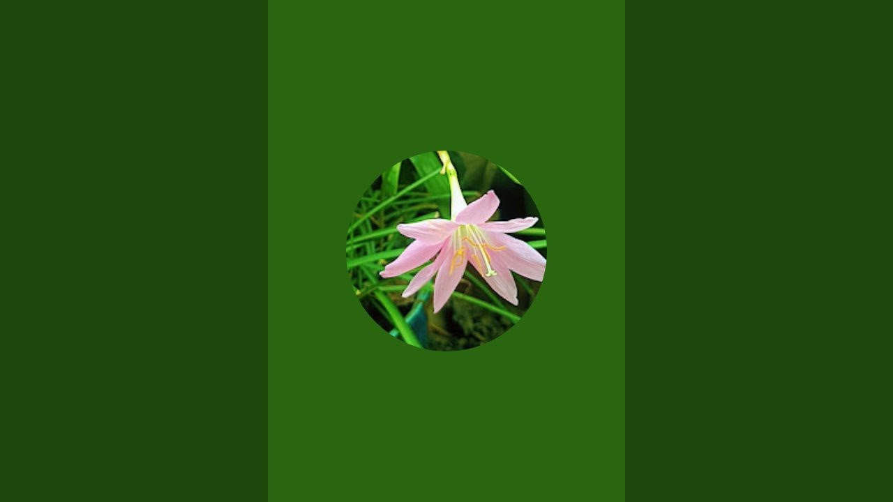 TheRoots🌱 is live!