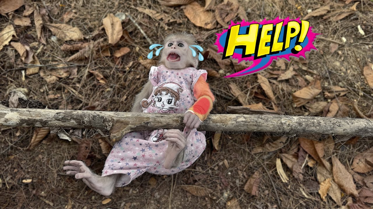 Lucky was stubborn and didn’t listen to her mom, and the result… MULTIPLE HAND INJURIES! 😱