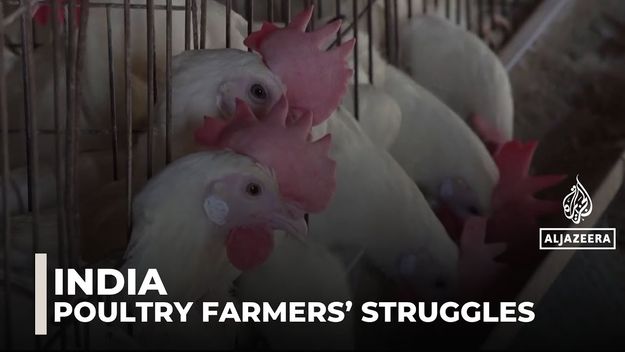 India egg shipments stuck at port: Middle East conflict pushes down demand and prices