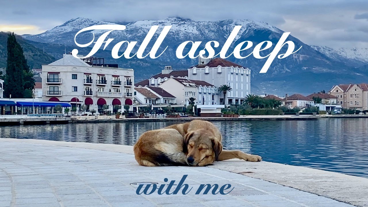 Relax and Fall Asleep Fast Watching This Sleeping Dog [CC: Neuroscience-based sleep hygiene]