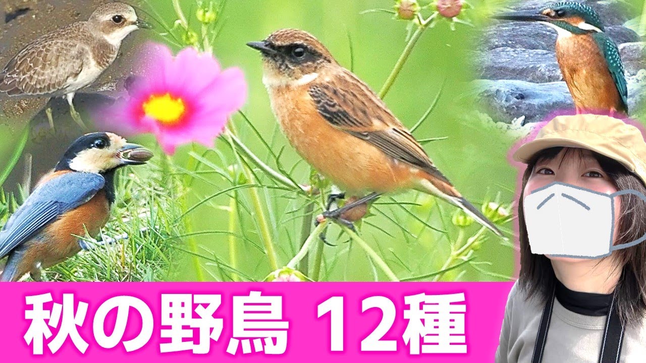 ノビタキ登場！秋は鳥がいっぱい♪【野鳥撮影vlog】