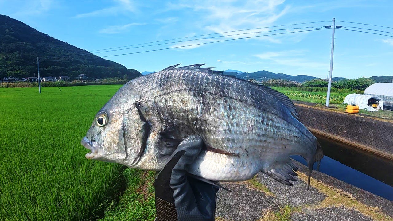 田んぼの水路で鯛が獲れた