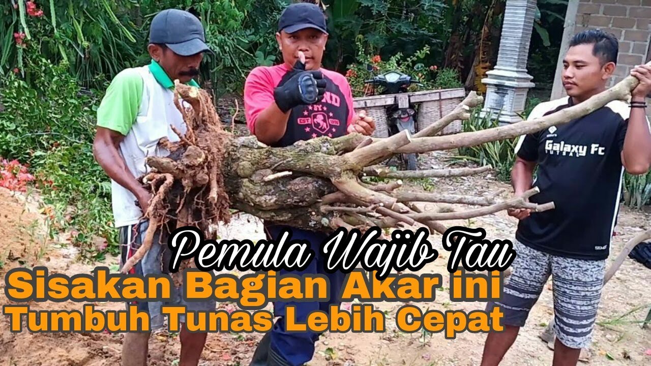 Cara  Dongkel Batang Bonsai Bougenville Supaya Akarnya Terjamin Aman
