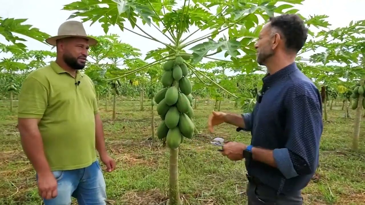 produtor de Rondônia se destaca na produção de mamão formosa