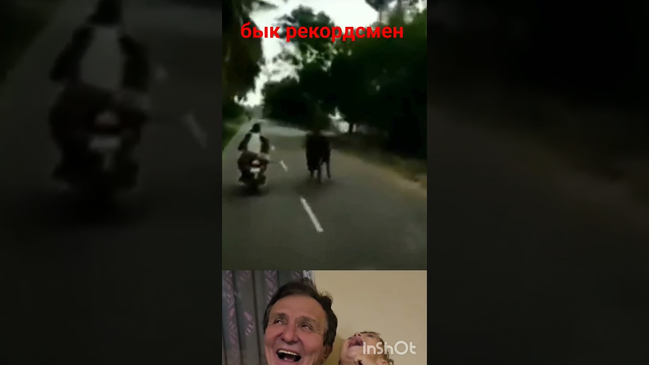 призёр гонки БЫК 🏆 #&ccedil;empion #animals #humor #shortvideo #юмор #игры #приколы #рекомендации #gaming