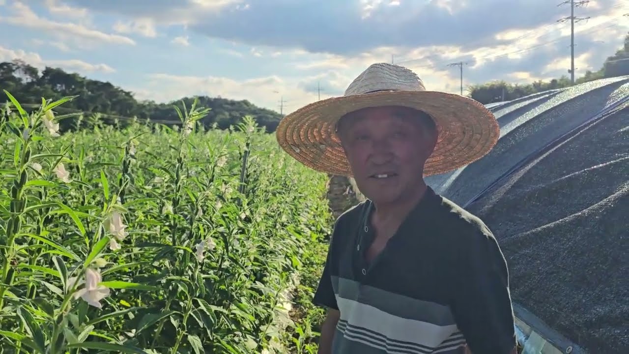 황금알농법 참깨 안동 참깨재배 참깨농사
