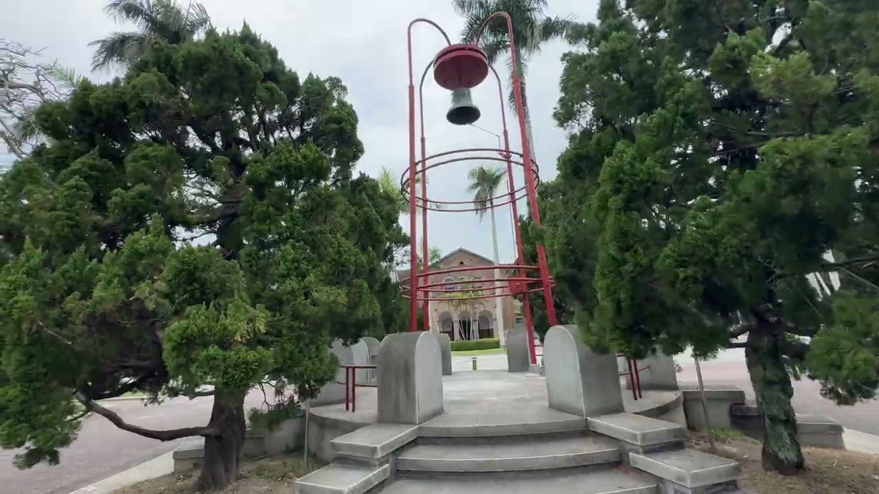 台大校園魯冰花綻放著❤️💕