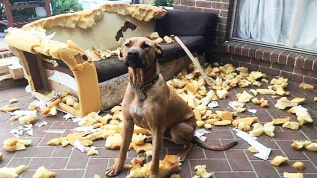 3 Hours of Insanely Funny Dogs & Cats🤣Hilarious Pets 2025