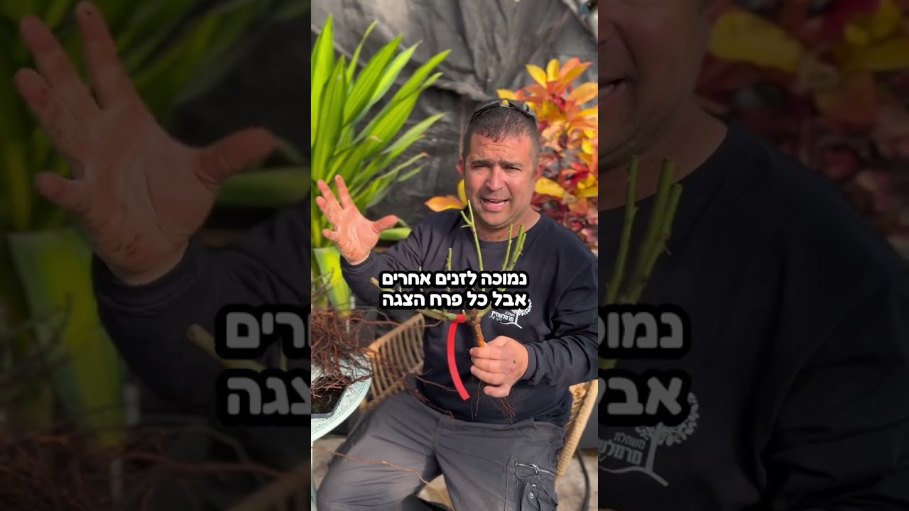 מתי הכי נכון לקנות ורדים חשופי שורש? עכשיו! וגם איך שותלים אותם נכון