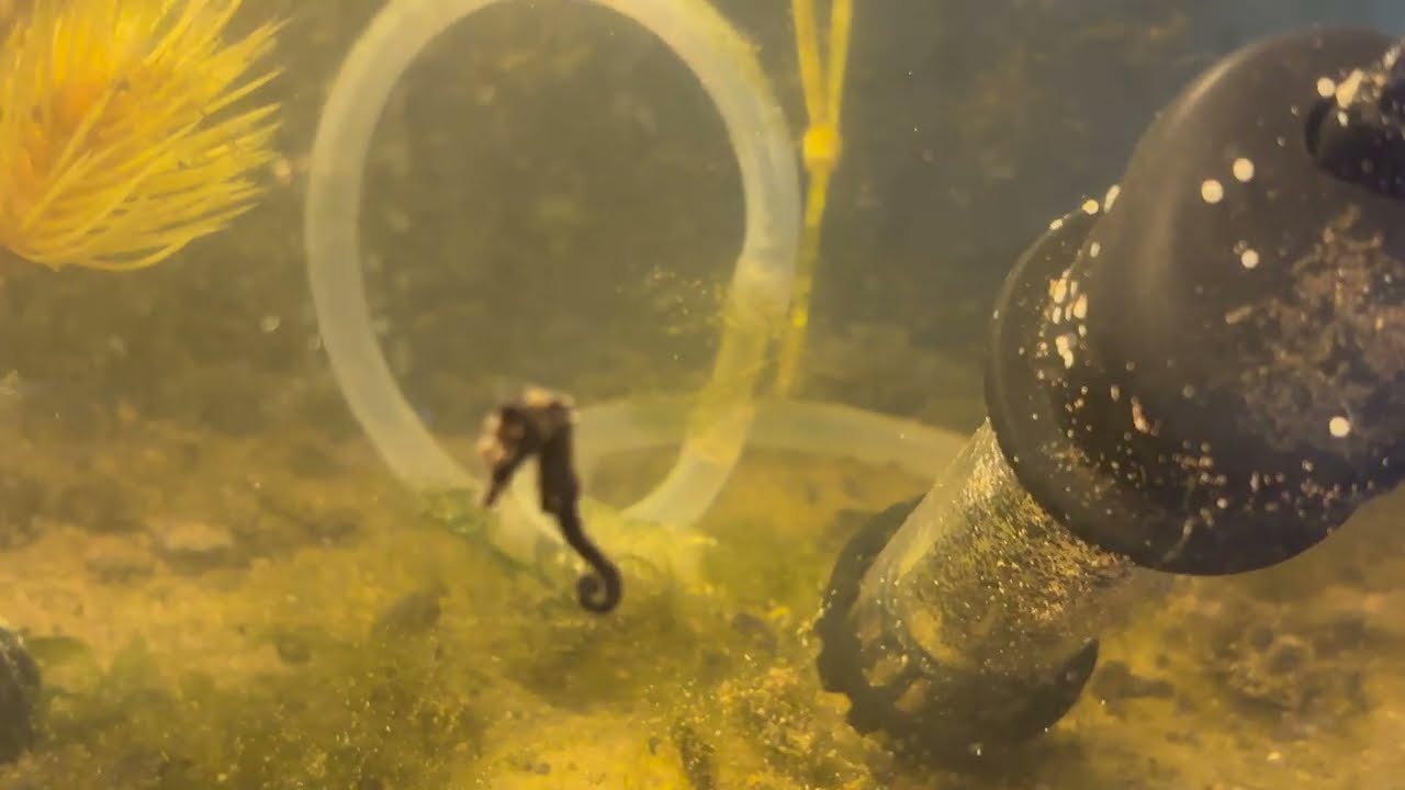 Breeding and Raising Seahorses