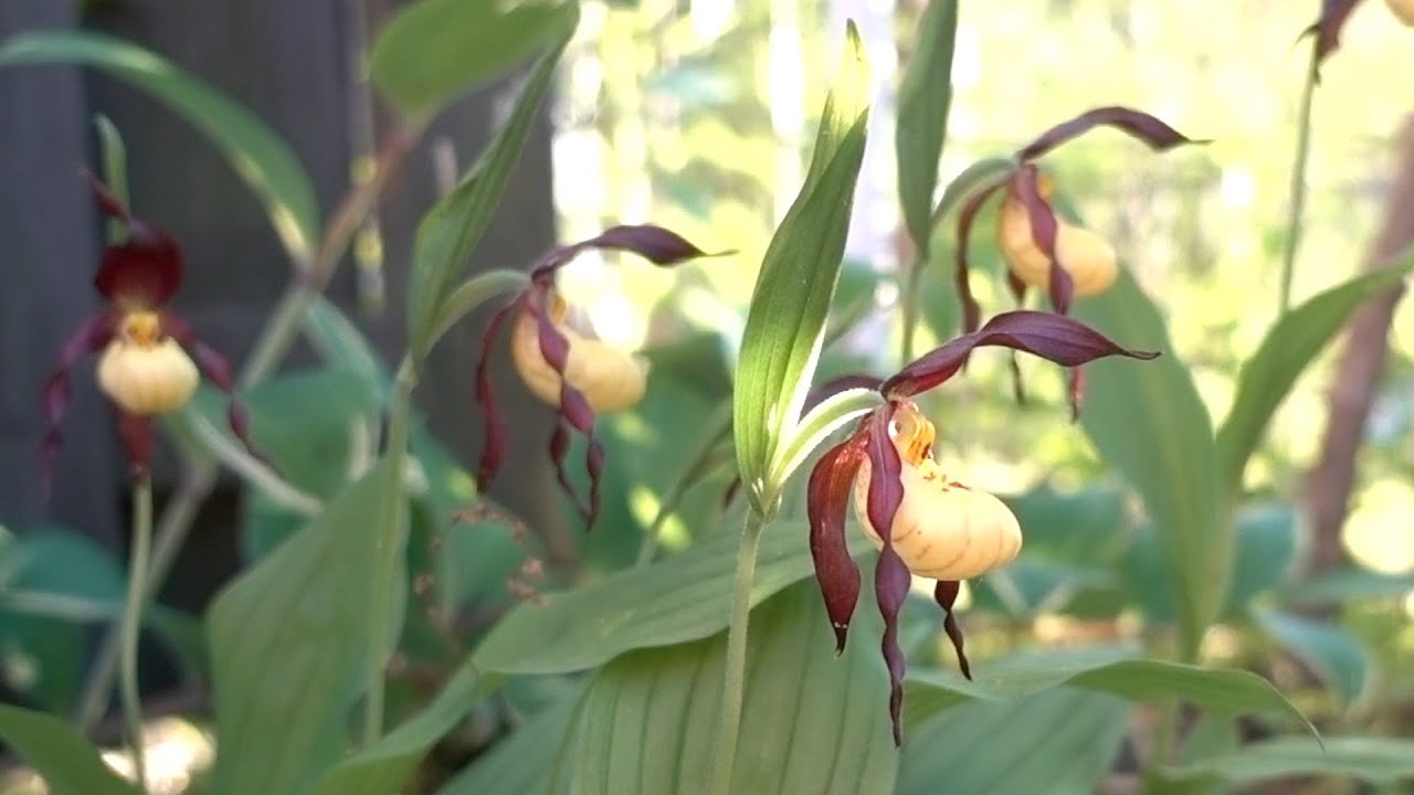 Planting Wild Native Orchids In Your Yard