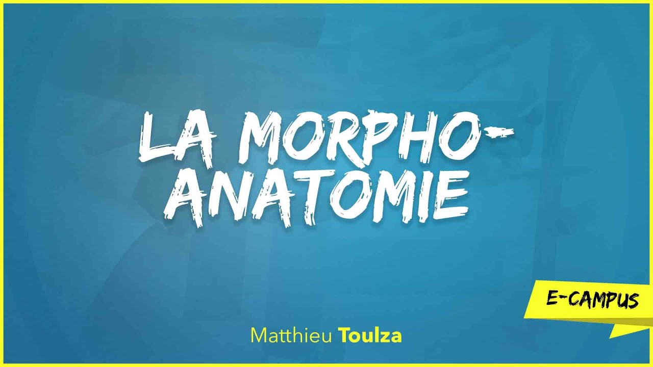 La Morpho-anatomie - Teaser