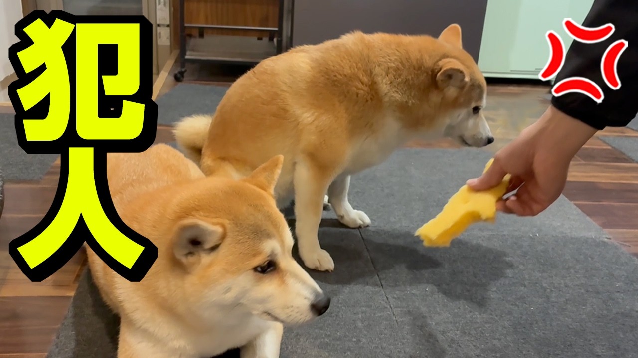 柴犬にイタズラを問い詰めたら…娘が1番ヤバかった件