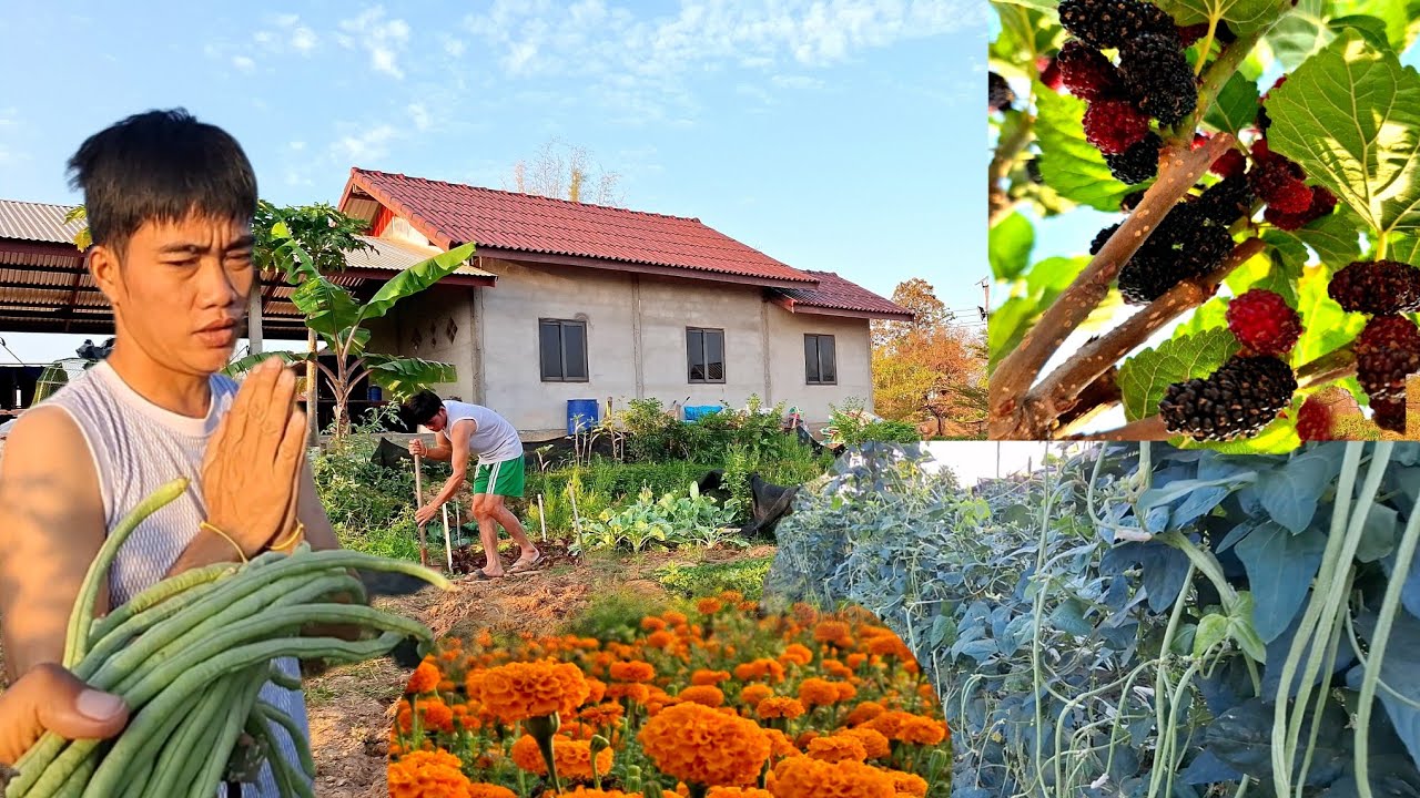 บ่าวน้ำตื่นเช้ามาขุดแปงผัก อยากขายครับอยากขาย 