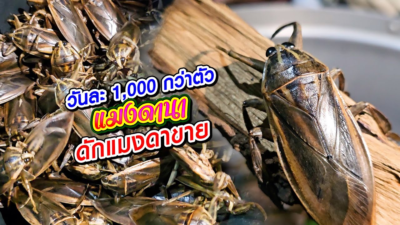 ชาวบ้านดักแมงดานาสร้างรายได้วันละ 1,000 กว่าตัว