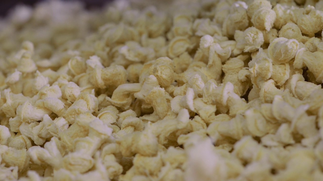 Extrusion of cereal grains