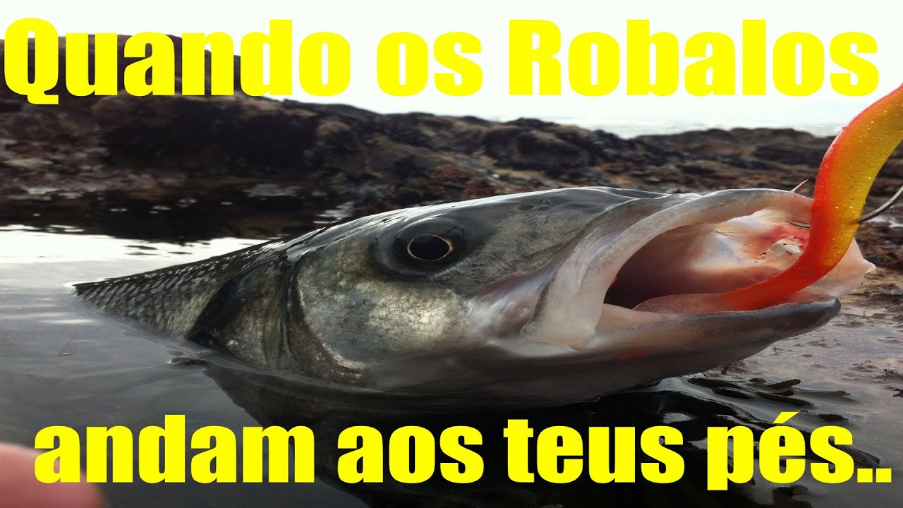 ✅ Quando os Robalos andam aos Teus PÉS 👣