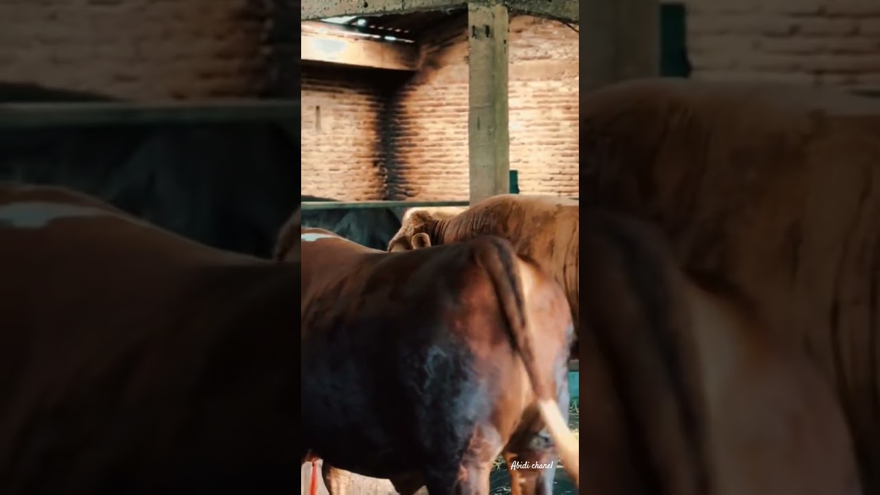 Sapi jumbo monster | Sapi jumbo bobot 1ton up