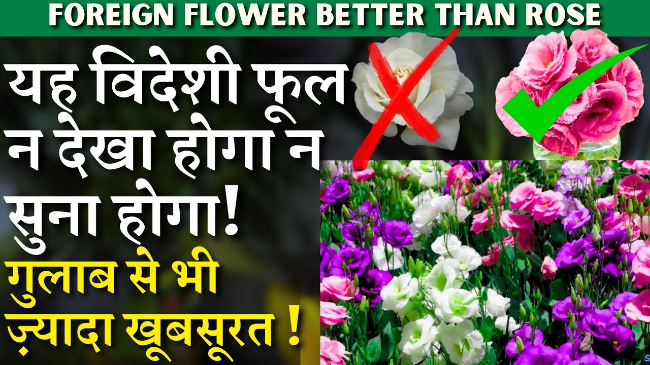 यह विदेशी फूल न देखा होगा न सुना होगा || गुलाब से भी ज़्यादा खूबसूरत || Lisianthus Flower