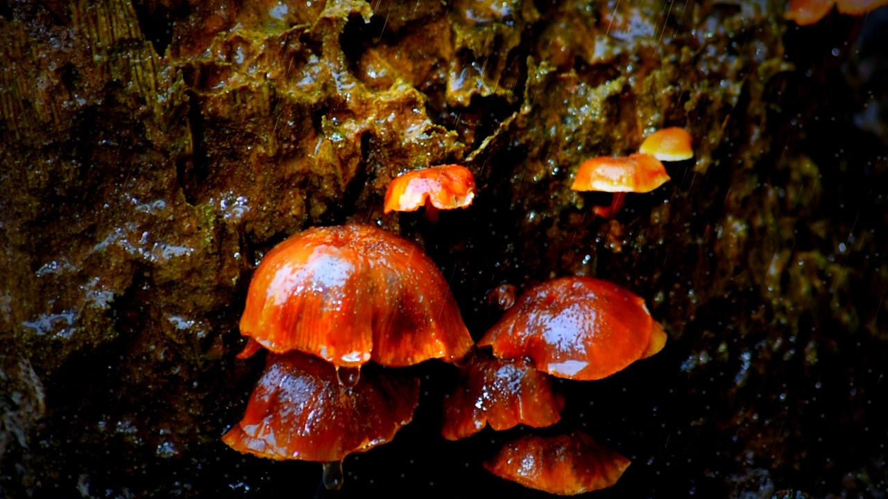 Rain Sounds in the Forest | Relaxing Rain on Mushrooms for Sleep & Relaxation