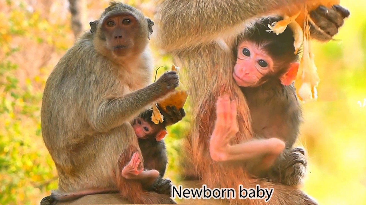 Young mother's adorable newborn baby. look so cute