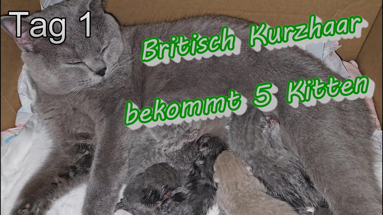 Britisch Kurzhaar Katze bekommt ihre Kitten