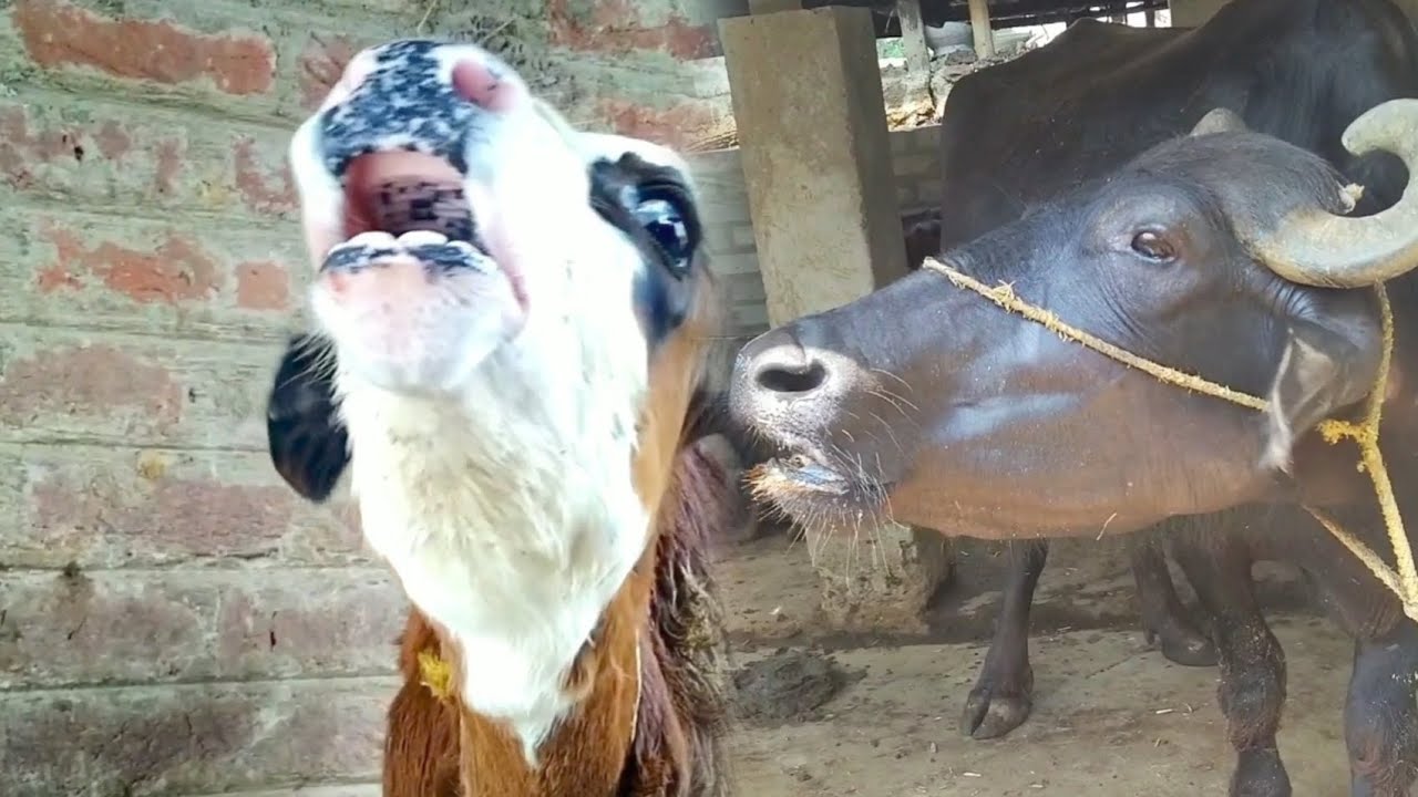 calf and buffalo's video  Ep 01 #village #animals #buffalo #calf #sound