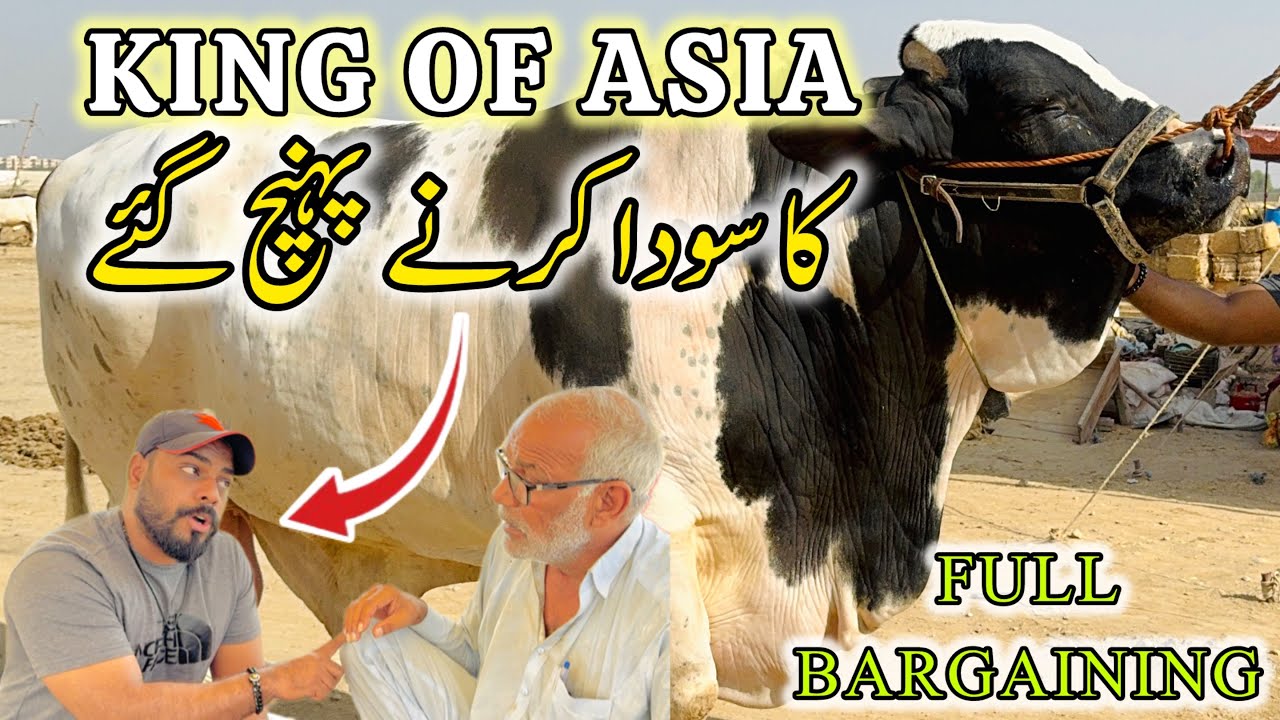 King Of Asia K Soday Ki Kooshish | Northern Bypass Mandi | Qurbani 2025