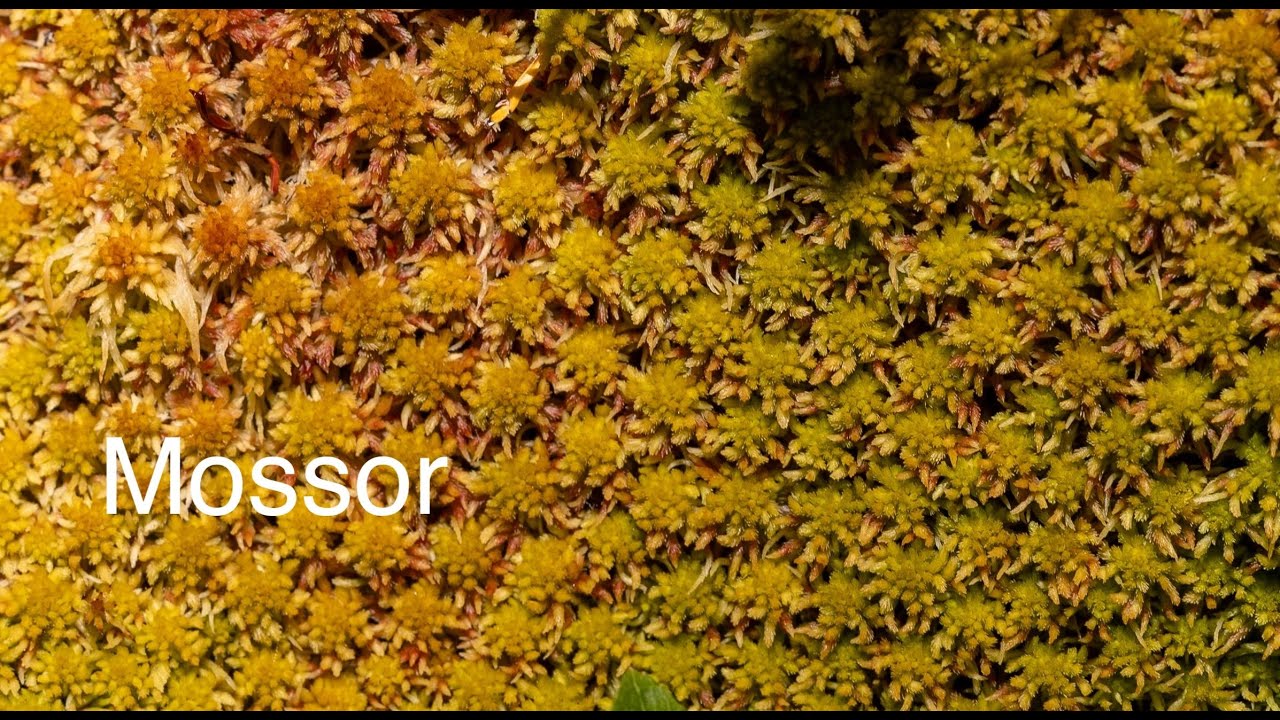 Vad är mossor?