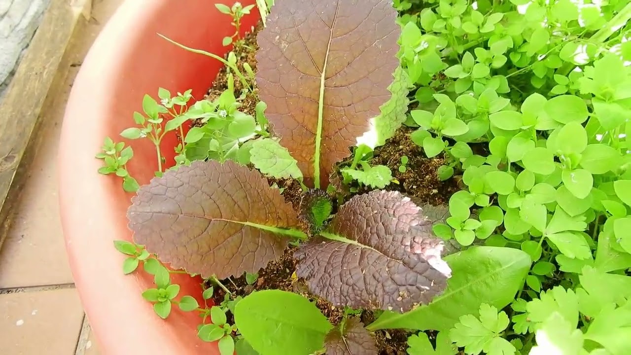 &iexcl;D&iacute;a de huerta!