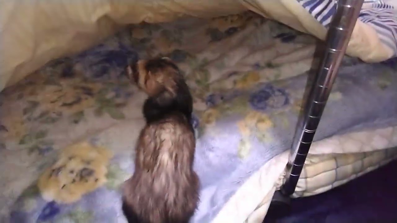 お布団で遊ぶ仙くん　#ferret #フェレット 　