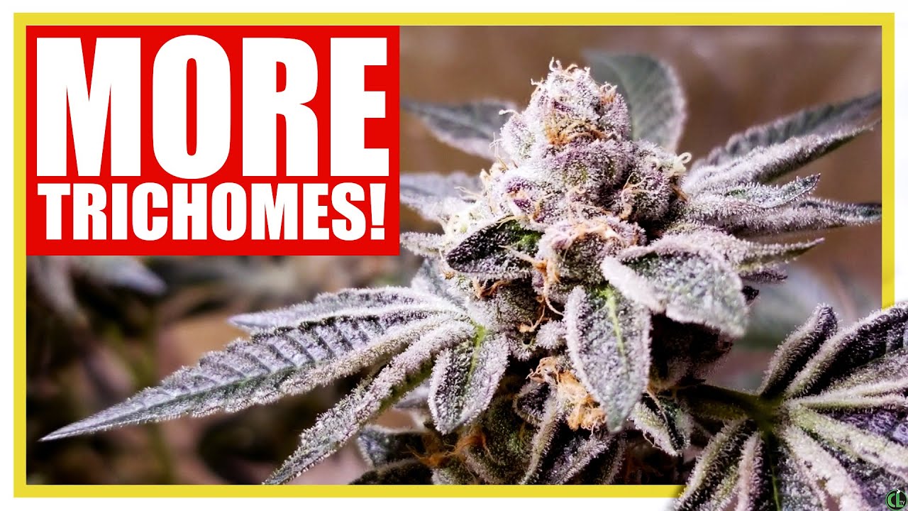 INCREASE TRICHOME PRODUCTION with These Grow Tips