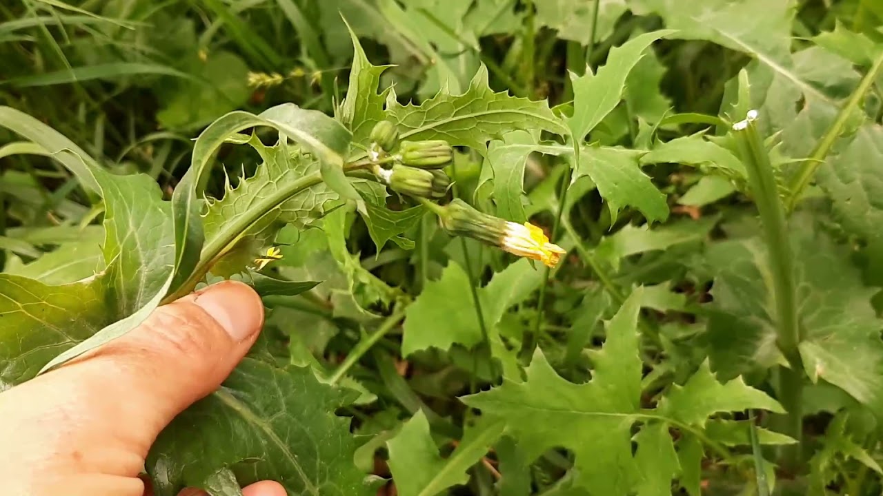 Prebuggiùn: misto di erbe selvatiche commestibili. Caccialepre e grespino.