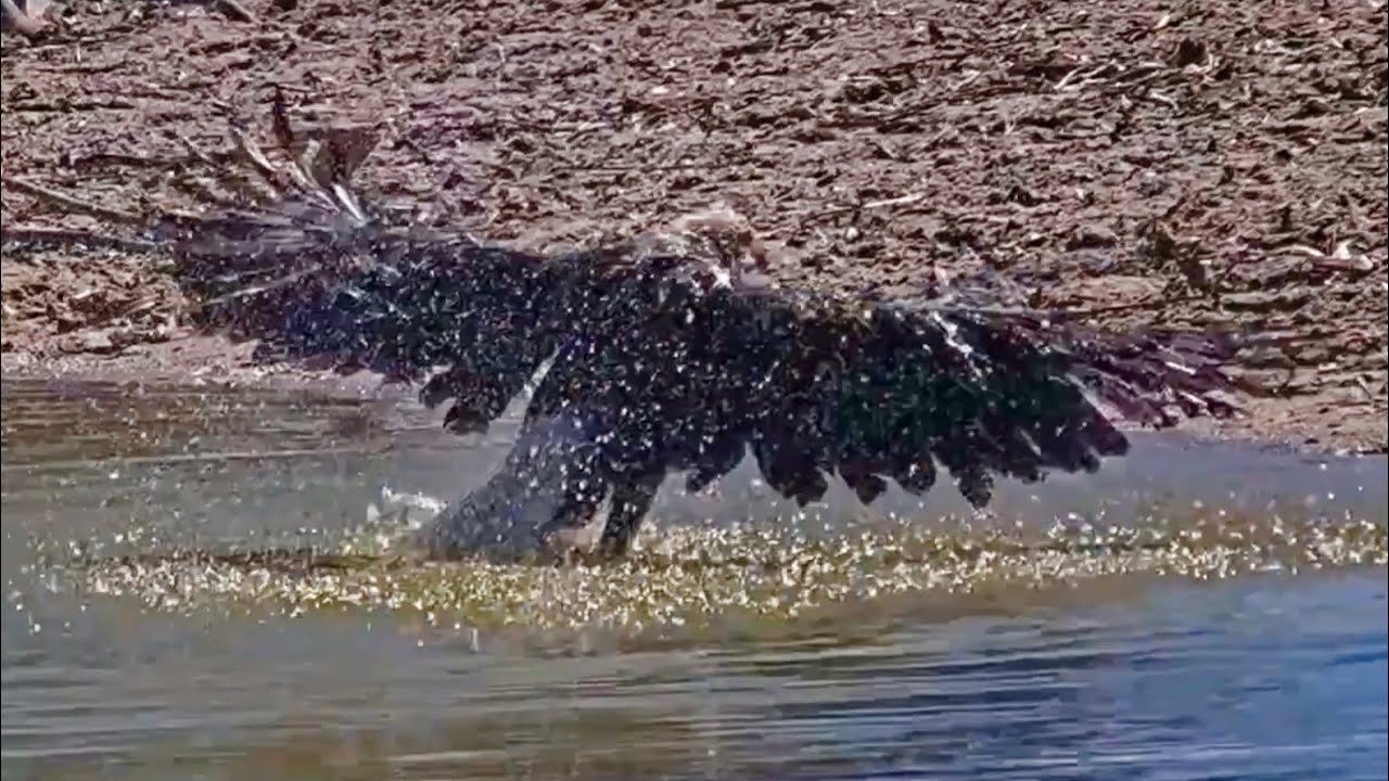SWFL Eagles 2-12-26.  F23 Takes an AFTERNOON SOAK & BATH!  🦅🏝️🛁