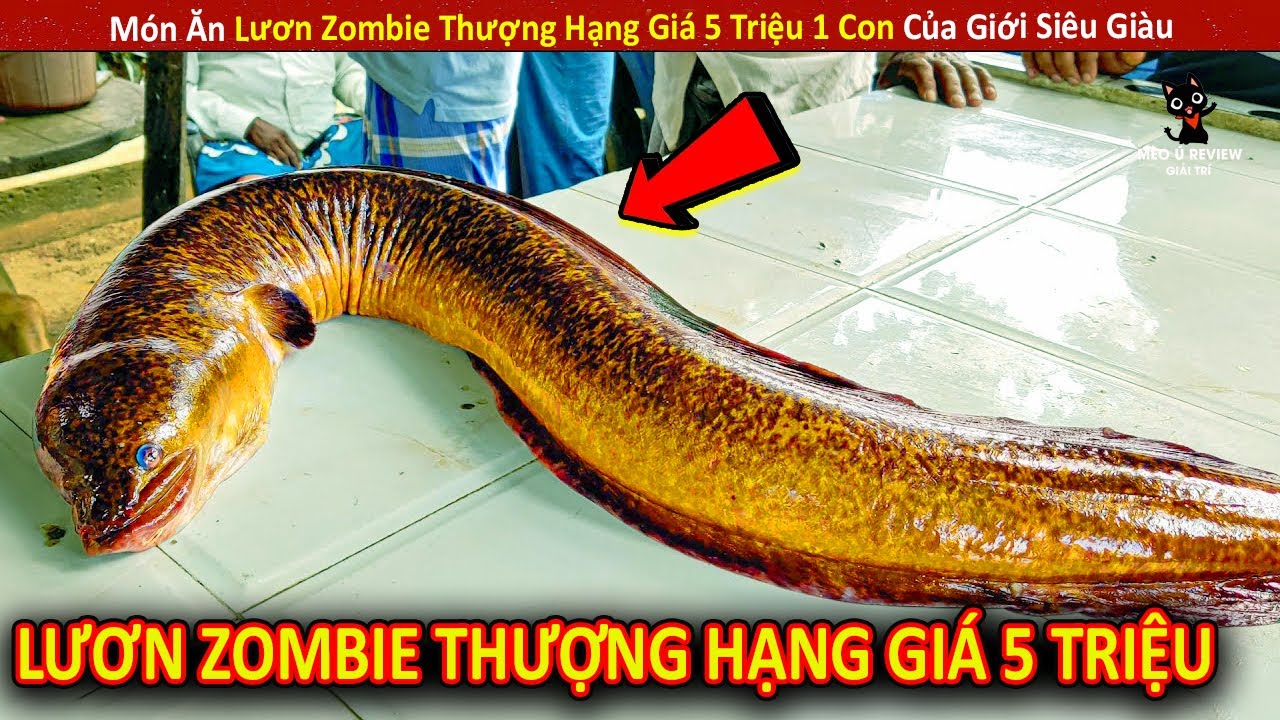 Món Ăn Lươn Zombie Thượng Hạng Giá 5 Triệu 1 Con Của Giới Siêu Giàu || Review Giải Trí Đời Sống