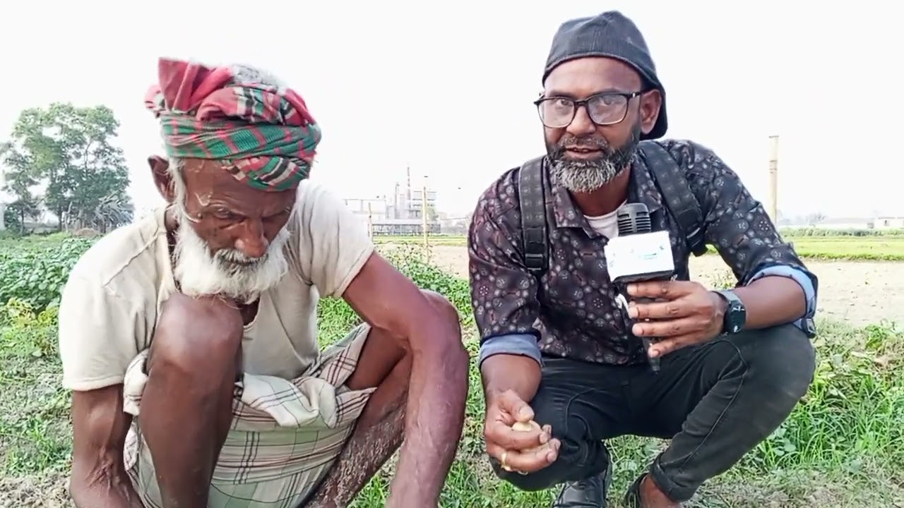 দেশি আলুর চাষাবাদ। বাংলার মাটি ও মানুষের কৃষি। 