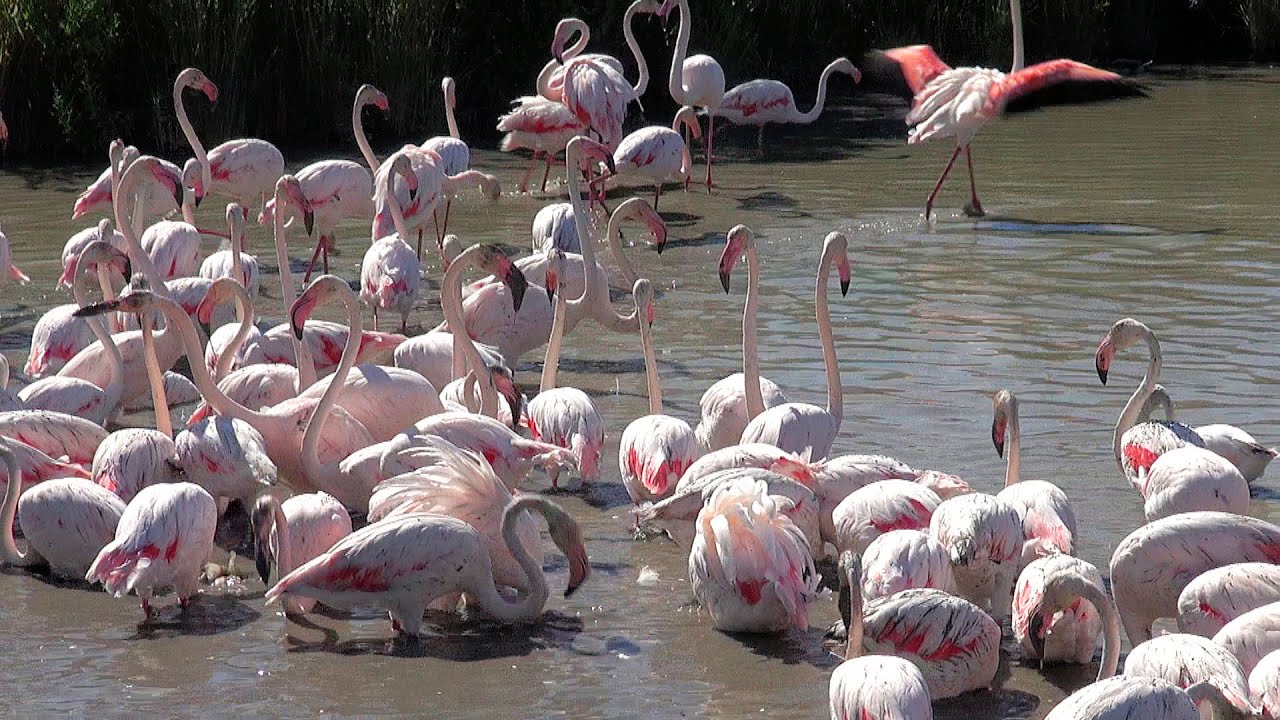 Camargue, Bouches-du-Rh&ocirc;ne, Provence-Alpes-C&ocirc;te d'Azur, France [HD] (videoturysta.eu)