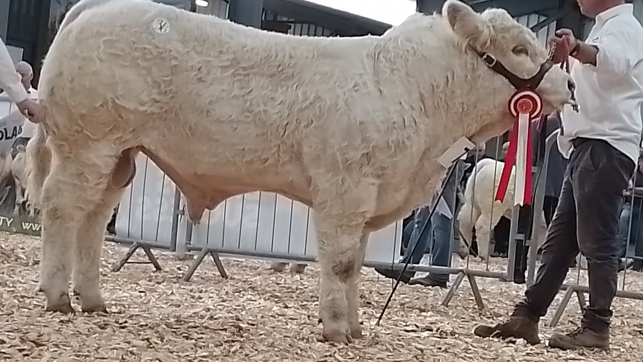 Irish Charolais society national calf show and sale 2025