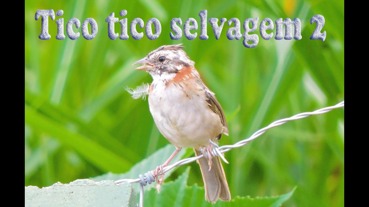 Tico tico selvagem 2 gravado ao vivo em HQ para ensinamento de filhotes