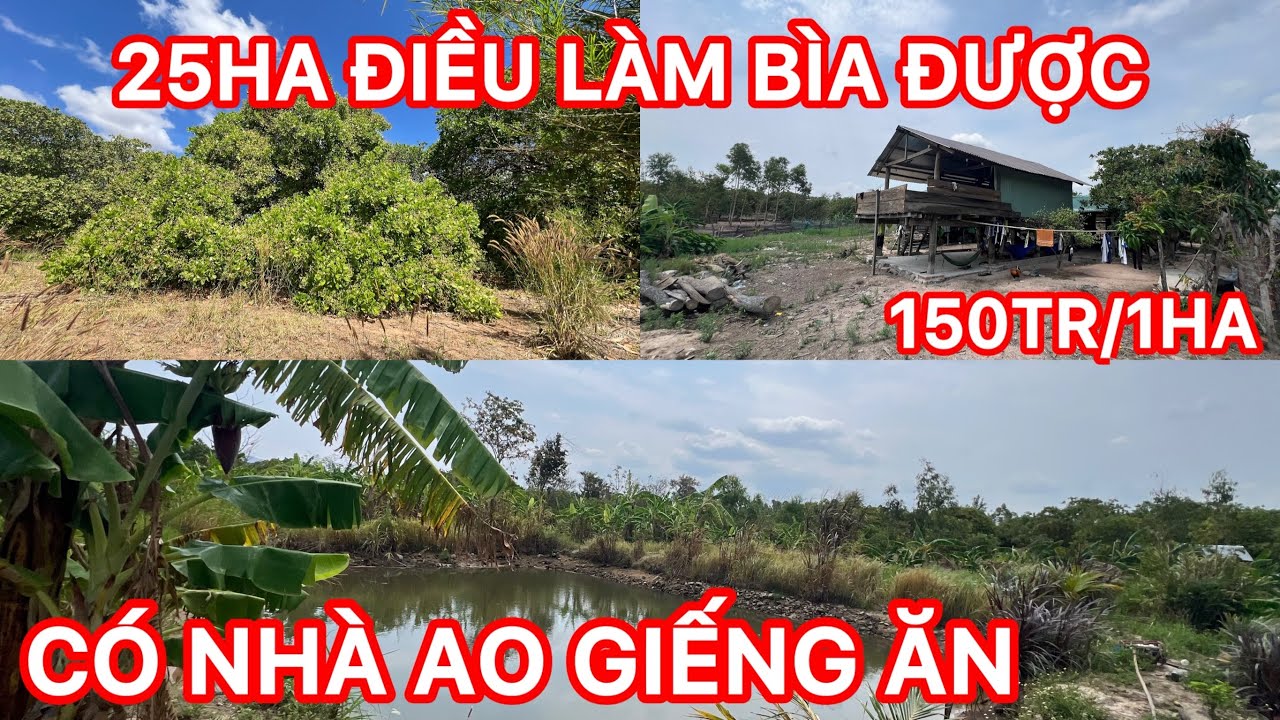 Cần chuyển nhượng 25ha sẵn 20ha điều 5ha đất trống có chòi kiên cố ao nước giếng ăn Lh ngay
